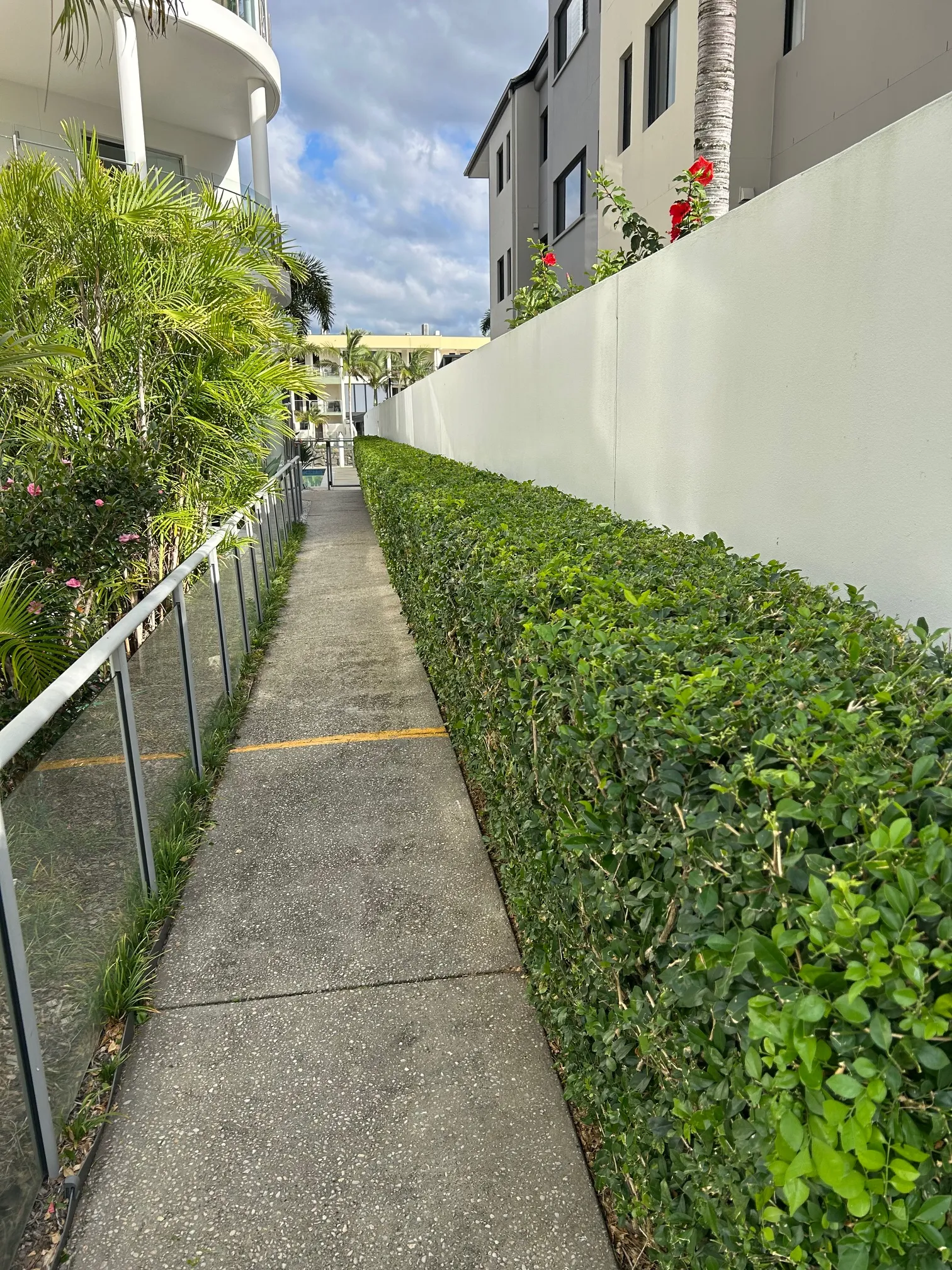 Freshly trimmed hedge lining a residential pathway