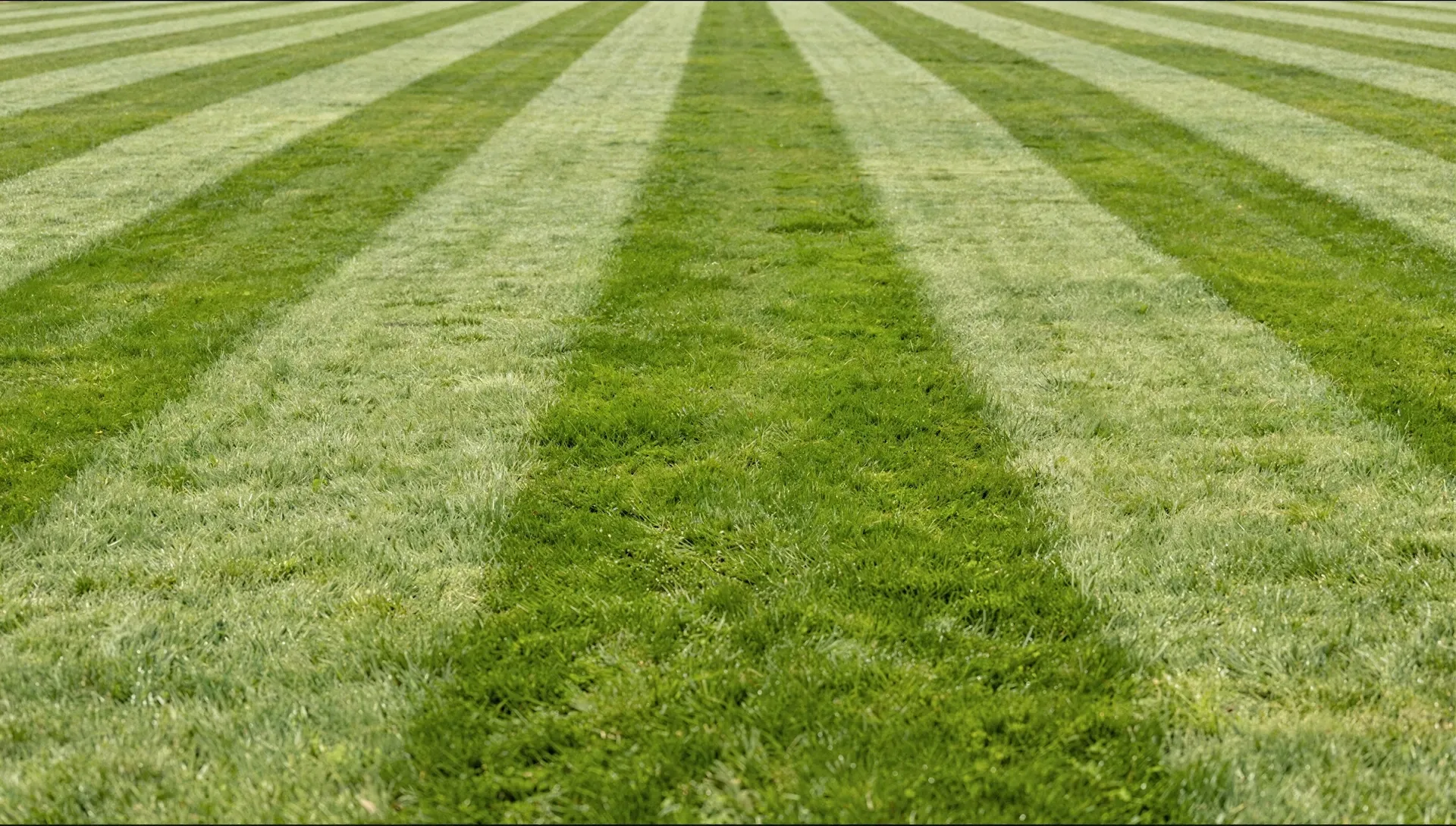 Freshly mown lawn with alternating stripes