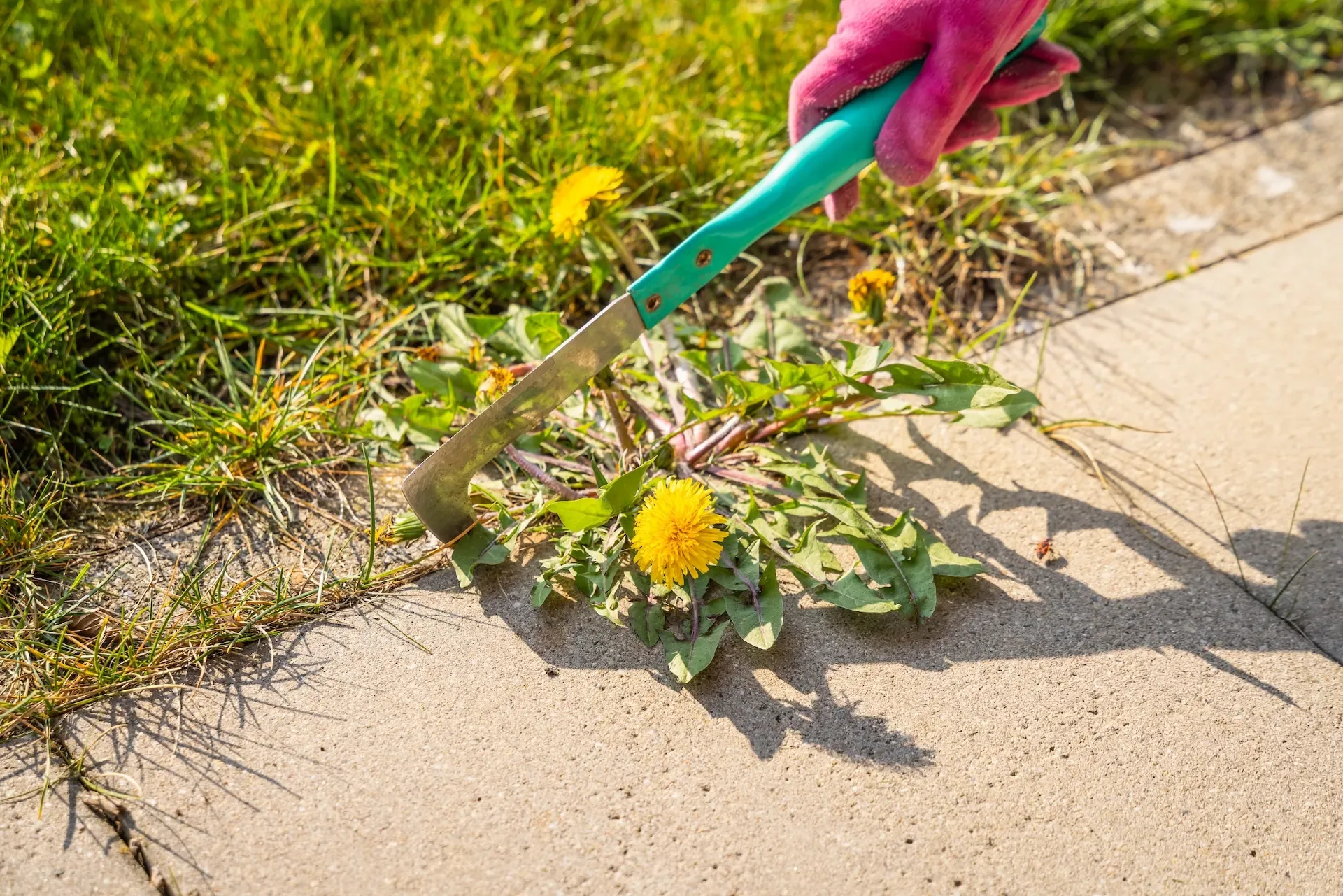 Hand weeding along the edge of a lawn and concrete path