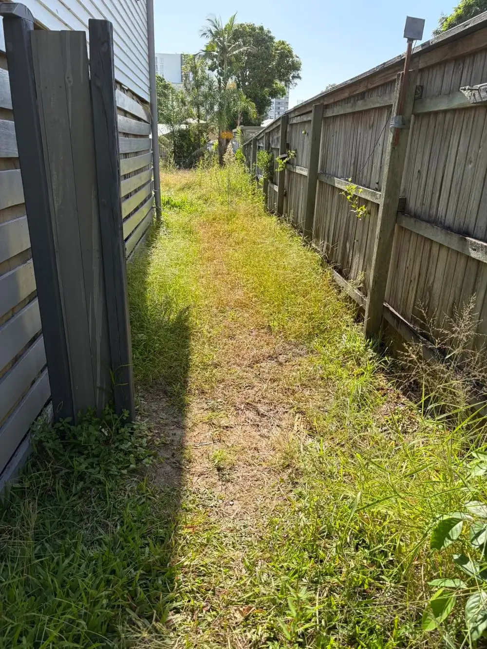 Narrow side lawn with long grass before mowing